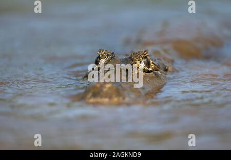 Close up of a Yacare caiman (Caiman yacare) swimming in water, South Pantanal, Brazil. Stock Photo