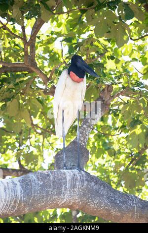 Close up of Jabiru standing on a tree branch, Pantanal, Brazil. Stock Photo