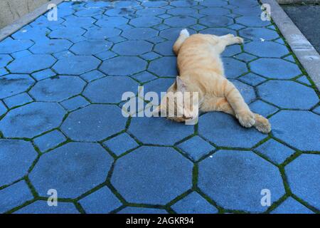 A big ginger cat sleeping on its side on blue paving stone sidewalk, selective focus Stock Photo