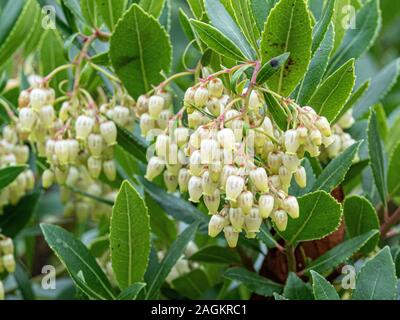 A group of cream bell shaped flowers on the strawberry tree Arbutus unedo Stock Photo