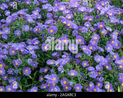 A large plant of Aster novi-belgii 'Alice Haslem' in flower showing the blue flowers with yellow centres Stock Photo