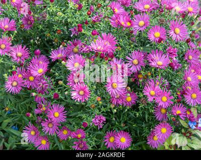 The deep pink flowers of Aster novi-belgii 'Bahamas' Stock Photo