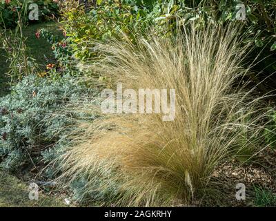 A clump of mexican feather grass Stipa tenuissima growing at the edge of a border Stock Photo