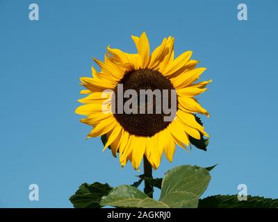 A single large sunflower against a clear blue background Stock Photo