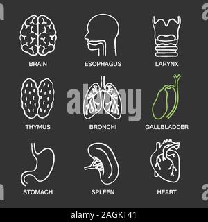 Human internal organs chalk icons set. Brain, esophagus, larynx, thymus, bronchi, gallbladder, stomach, spleen, heart. Isolated vector chalkboard illu Stock Vector