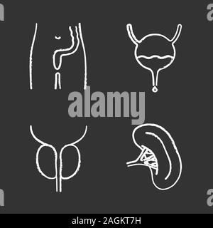 Internal organs chalk icons set. Rectum and anus, urinary bladder, spleen, prostate gland. Isolated vector chalkboard illustrations Stock Vector