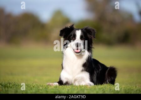 A pretty young Border Collie laying down looking towards the camera in a natural setting. Stock Photo