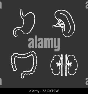 Internal organs chalk icons set. Stomach, kidneys, large intestine, spleen. Isolated vector chalkboard illustrations Stock Vector