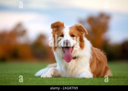 A happy red and white Border Collie laying on green grass. Stock Photo