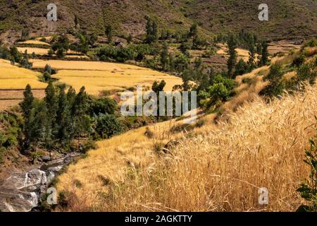 Ethiopia, Amhara Region, Lalibela, Yemrehanna Kristos village, agriculture, steeply sloping barley field ready to harvest Stock Photo