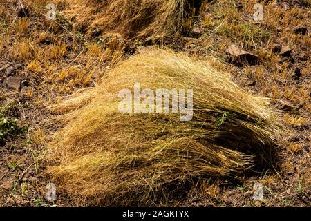 Ethiopia, Amhara Region, Lalibela, Yemrehanna Kristos, agriculture, harvesting tef grain crop pile of cut stalks Stock Photo