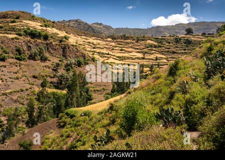 Ethiopia, Amhara Region, Lalibela, Yemrehanna Kristos village, agriculture, shelters in rocky gorge below terraced barley fields ready to harvest Stock Photo