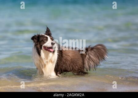 A blue and white Border Collie chest deep in the ocean looking happy. Stock Photo