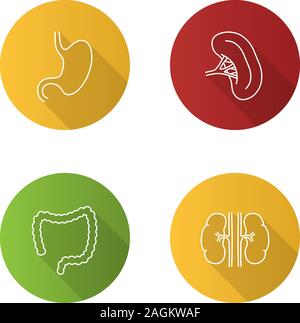 Internal organs flat linear long shadow icons set. Respiratory, urinary ...