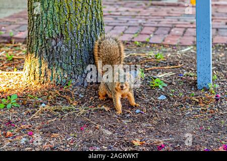 A foraging fox squirrel—Sciurus niger—also known as the eastern fox squirrel or Bryant's fox squirrel in an urban environment. Stock Photo