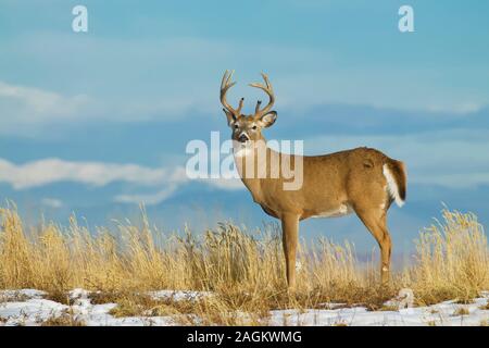 Whitetail Buck Deer environmental portrait with a natural backdrop of snow-capped mountains Stock Photo