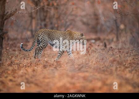 Selective focus shot of a leopard walking in the forest Stock Photo