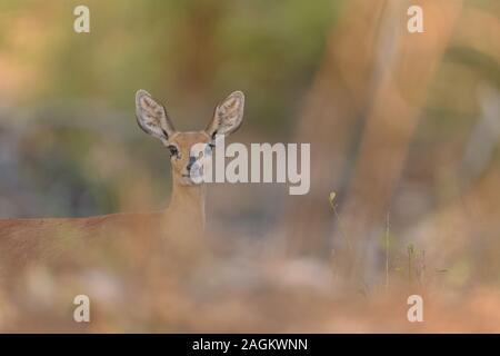 Selective focus shot of a deer looking towards the camera in the distance Stock Photo