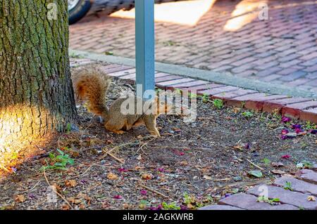 A foraging fox squirrel—Sciurus niger—also known as the eastern fox squirrel or Bryant's fox squirrel in an urban environment. Stock Photo