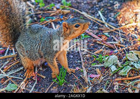 A foraging fox squirrel—Sciurus niger—also known as the eastern fox squirrel or Bryant's fox squirrel in an urban environment. Stock Photo