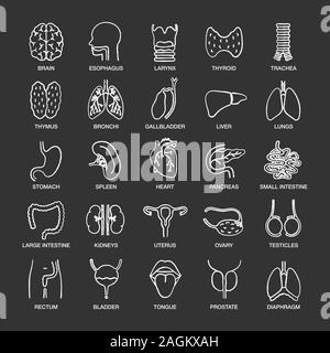 Internal organs chalk icons set. Respiratory, urinary, reproductive, digestive systems. Isolated vector chalkboard illustrations Stock Vector