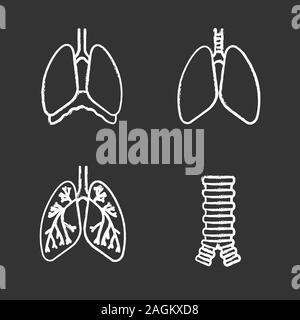 Internal organs chalk icons set. Respiratory system. Trachea, lungs, bronchi, bronchioles, thoracic cavity, diaphragm. Isolated vector chalkboard illu Stock Vector