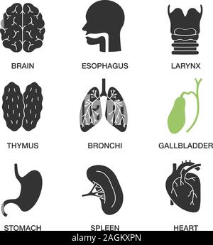 Human internal organs glyph icons set. Brain, esophagus, larynx, thymus, bronchi, gallbladder, stomach, spleen, heart. Silhouette symbols. Vector isol Stock Vector