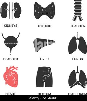Human internal organs glyph icons set. Kidneys, thyroid, trachea, urinary bladder, liver, lungs, heart, rectum, diaphragm. Silhouette symbols. Vector Stock Vector