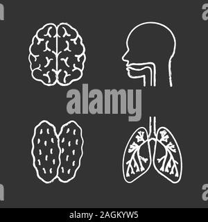 Internal organs chalk icons set. Brain, oral cavity, thymus, lungs with bronchi and bronchioles. Isolated vector chalkboard illustrations Stock Vector