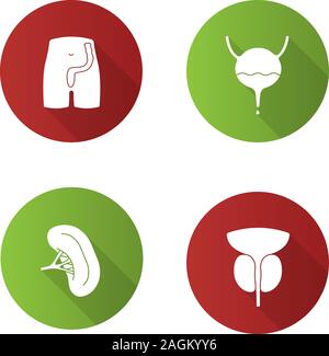 Prostate gland and urethra glyph icon. Male reproductive system organ ...