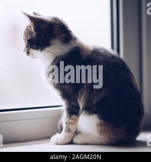 Kitten sitting on a windowsill and looking out the window. Stock Photo