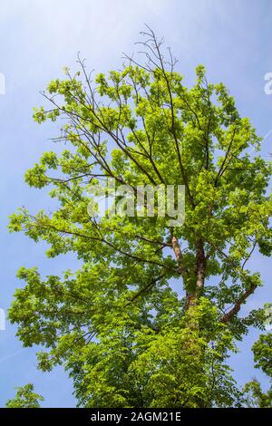 A big green tree in front of a blue sky Stock Photo