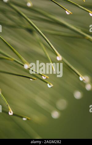 Raindrops on the pine needles ends, macro photo. Stock Photo