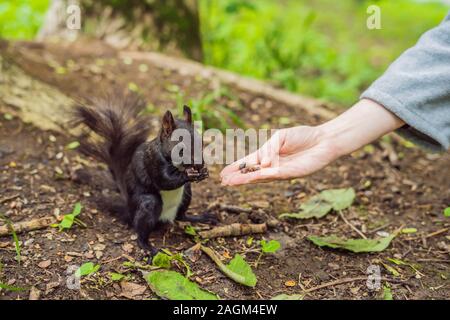 Feeding the squirrel in the autumn park. Hand of a man with a nuts. The squirrel is on a tree, eats from the palm, pretty autumn day. Outdoors, copy Stock Photo