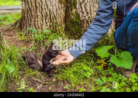 Feeding the squirrel in the autumn park. Hand of a man with a nuts. The squirrel is on a tree, eats from the palm, pretty autumn day. Outdoors, copy Stock Photo