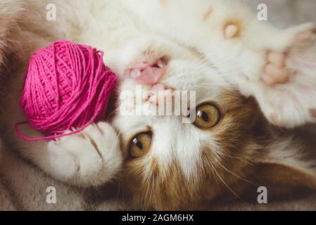 Ginger kitten plays with a ball of thread, pet lying on the bed, happy cat shows tongue. Stock Photo