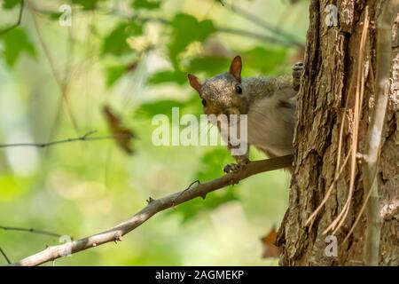A curious cute little squirrel peeks around a tree trunk at Crowder Park in Apex, North Carolina. Could be a meme for nosy or listening in on gossip. Stock Photo