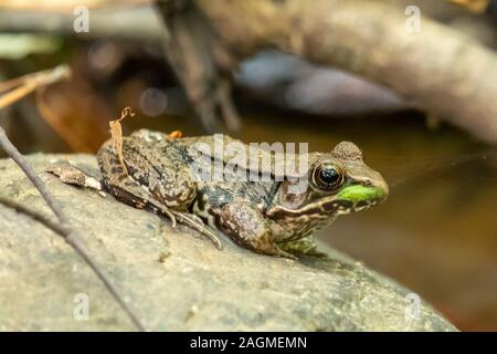 A profile view of green frog, Rana clamitans, sits on a rock by the stream at Crowder Park in Apex, North Carolina. Stock Photo