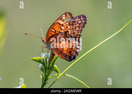 A female variegated butterfly lays her eggs in the tip of a plant, ensuring the continuation of her species at Yates Mill County Park in Raleigh, NC. Stock Photo