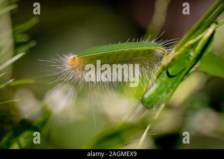 A yellow wooly bear, a caterpillar form of the Virginia Tiger Moth, enjoys a fresh leaf at Yates Mill County Park in Raleigh, North Carolina. Stock Photo