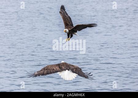 Two Bald Eagles (haliaeetus leucocephalus) fighting Stock Photo