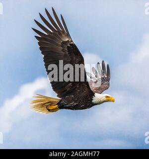 Wonderful shot af a Bald Eagle (haliaeetus leucocephalus) flying in the sky Stock Photo