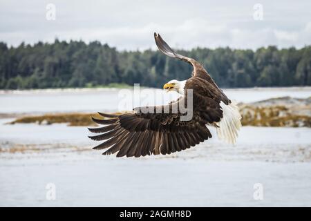 Canadian Bald Eagle (haliaeetus leucocephalus) flying in its habitat with open wings Stock Photo