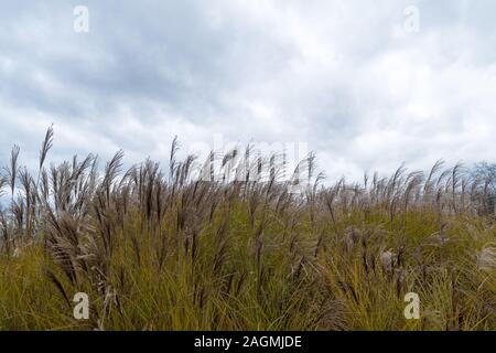 horizonal abstract nature background of marsh grass and expressive overcast sky with copy space Stock Photo