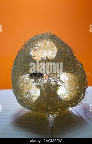 Natural sponge on a book with backlight Stock Photo