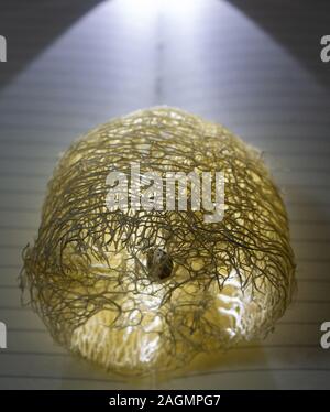 Natural sponge on a book with backlight Stock Photo