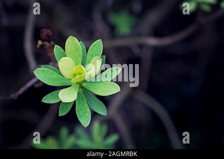 Close up of succulent plant, selective focus, toning Stock Photo