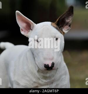 english bull terrier Stock Photo