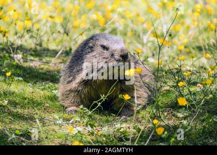 marmot west side