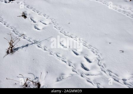 Tracks in the  snow of the Brown Hare 'Lepus capensis' with those of Alpine Chough 'Pyrrhocorax graculus'.The Pyrenees South-west France. Stock Photo